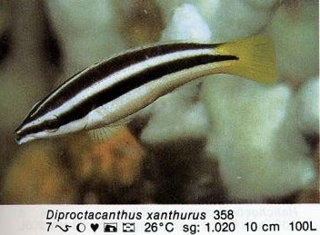 Diproctacanthus xanthurus
